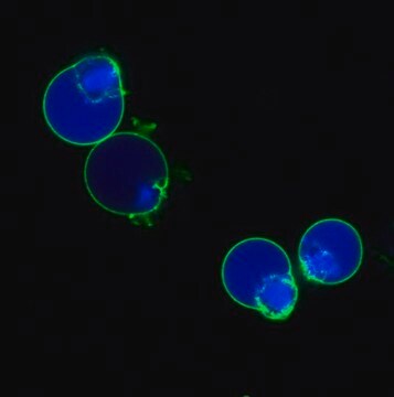 BioTracker NucView&#174;&nbsp;405 Caspase-3-Farbstoff, blau (PBS) Live cell imaging apoptosis dye for caspase-3/7 enzyme activity used to detect programmed cell death using fluorescence microscopy or flow cytometry applications.