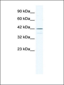 Anti-SOX3 antibody produced in rabbit affinity isolated antibody