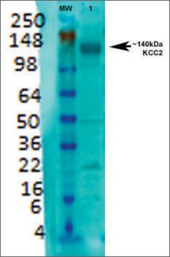 Monoclonal Anti-Kcc2 antibody produced in mouse clone S1-12, purified immunoglobulin