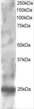 Anti-RGS1/1R20 antibody produced in goat affinity isolated antibody, buffered aqueous solution