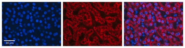 Anti-HADH antibody produced in rabbit affinity isolated antibody