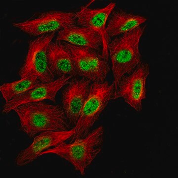 Monoclonal Anti-Bcl6 Antibody Produced In Mouse Prestige Antibodies&#174; Powered by Atlas Antibodies, clone CL14611, affinity isolated antibody, buffered aqueous glycerol solution