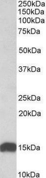 Anti-NDUFS6 antibody produced in goat affinity isolated antibody, buffered aqueous solution