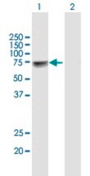 Anti-NUP98 antibody produced in mouse purified immunoglobulin, buffered aqueous solution