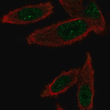 Anti-GEMIN6 antibody produced in rabbit Prestige Antibodies&#174; Powered by Atlas Antibodies, affinity isolated antibody