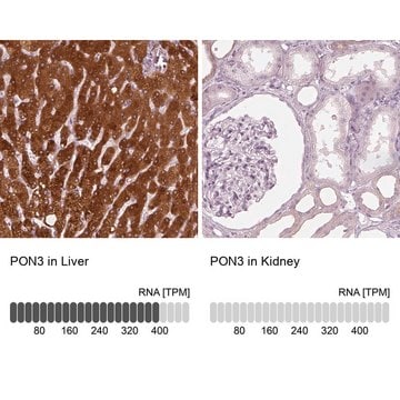 Anti-PON3 antibody produced in rabbit Prestige Antibodies&#174; Powered by Atlas Antibodies, affinity isolated antibody, buffered aqueous glycerol solution