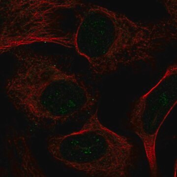 Anti-UTP4 antibody produced in rabbit Prestige Antibodies&#174; Powered by Atlas Antibodies, affinity isolated antibody