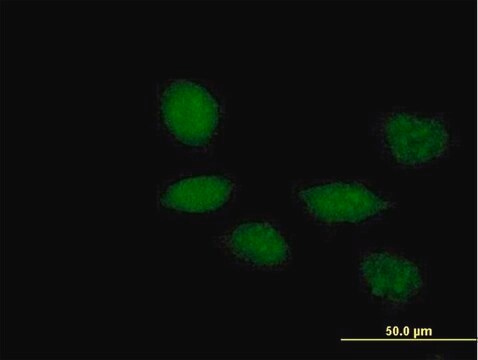 Anti-TWIST1 antibody produced in mouse purified immunoglobulin, buffered aqueous solution