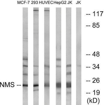 Anti-NMS antibody produced in rabbit affinity isolated antibody