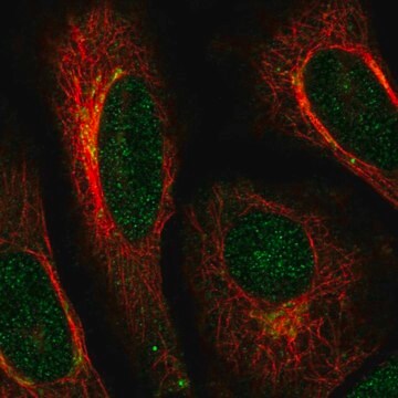 Anti-ACAP3 antibody produced in rabbit Prestige Antibodies&#174; Powered by Atlas Antibodies, affinity isolated antibody