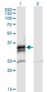 Anti-FCN2 antibody produced in mouse purified immunoglobulin, buffered aqueous solution