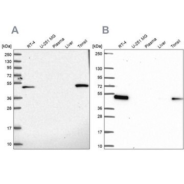 Anti-LPXN antibody produced in rabbit Prestige Antibodies&#174; Powered by Atlas Antibodies, affinity isolated antibody, buffered aqueous glycerol solution