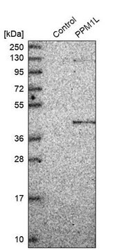 Anti-PPM1L antibody produced in rabbit Prestige Antibodies&#174; Powered by Atlas Antibodies, affinity isolated antibody, buffered aqueous glycerol solution, Ab1