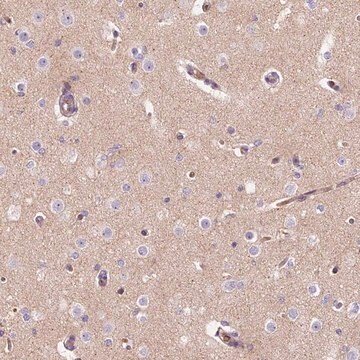 Anti-TMEM235 antibody produced in rabbit Prestige Antibodies&#174; Powered by Atlas Antibodies, affinity isolated antibody, buffered aqueous glycerol solution