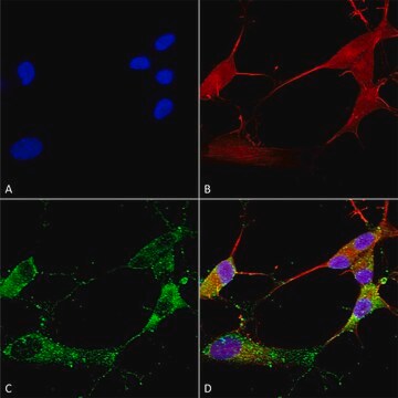 Monoclonal Anti-Asic1 - Rpe antibody produced in mouse clone S271-44, purified immunoglobulin