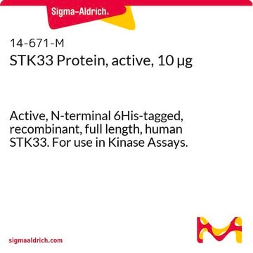 STK33 Protein, active, 10 &#181;g Active, N-terminal 6His-tagged, recombinant, full length, human STK33. For use in Kinase Assays.