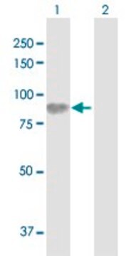 Anti-HLCS antibody produced in rabbit purified immunoglobulin, buffered aqueous solution