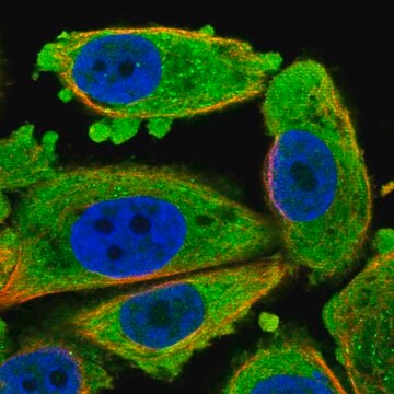 Anti-CDKN3 antibody produced in rabbit Prestige Antibodies&#174; Powered by Atlas Antibodies, affinity isolated antibody