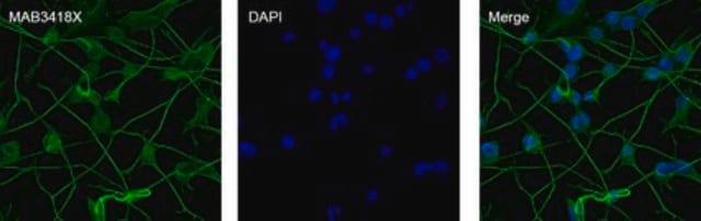 Map2 neuronal marker | Sigma-Aldrich