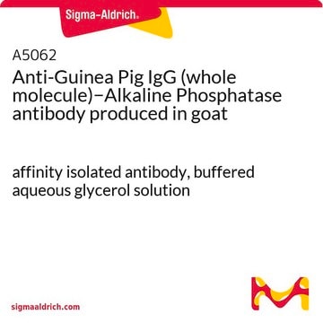 Anti-Guinea Pig IgG (whole molecule)&#8722;Alkaline Phosphatase antibody produced in goat affinity isolated antibody, buffered aqueous glycerol solution