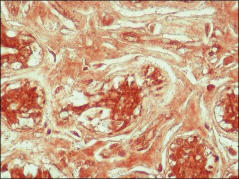 Anti-acetyl-Histone H4 [Ac-Lys12] antibody produced in rabbit IgG fraction of antiserum