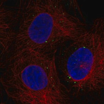 Anti-C1Orf105 Antibody Produced In Rabbit Prestige Antibodies&#174; Powered by Atlas Antibodies, affinity isolated antibody, buffered aqueous glycerol solution