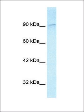 Anti-KIF1C antibody produced in rabbit IgG fraction of antiserum