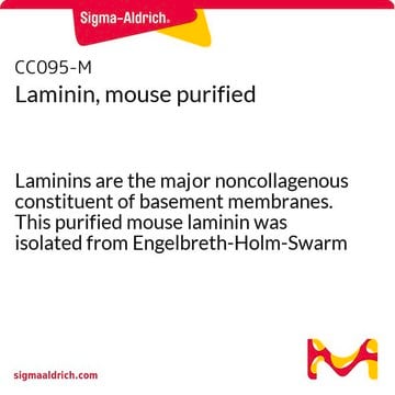 Laminina, purificata di topo Laminins are the major noncollagenous constituent of basement membranes. This purified mouse laminin was isolated from Engelbreth-Holm-Swarm (EHS) mouse sarcoma, a mouse tumor that produces large amounts of basement membranes.