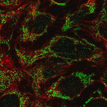 Anti-FAM83F antibody produced in rabbit Prestige Antibodies&#174; Powered by Atlas Antibodies, affinity isolated antibody