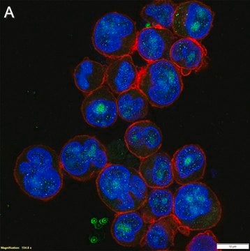 Anti-ZNF683 Antibody, clone 1N19 ZooMAb&#174; Rabbit Monoclonal recombinant, expressed in HEK 293 cells