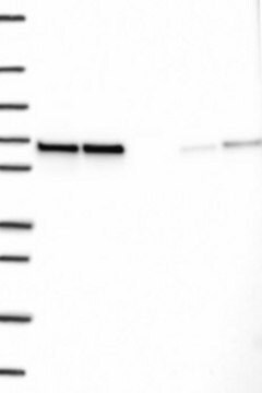 Anti-CCDC47 antibody produced in rabbit Prestige Antibodies&#174; Powered by Atlas Antibodies, affinity isolated antibody, buffered aqueous glycerol solution