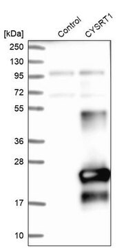 Anti-CYSRT1 antibody produced in rabbit Prestige Antibodies&#174; Powered by Atlas Antibodies, affinity isolated antibody, buffered aqueous glycerol solution, Ab2