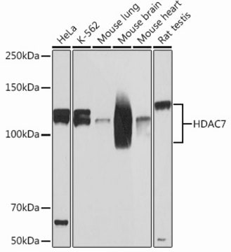 Anti-HDAC7 Antibody, clone 6J2N9, Rabbit Monoclonal