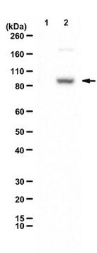 Anti-TTC39B from rabbit