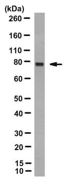 Anti-AATF Antibody, clone 1B2D8 from rat