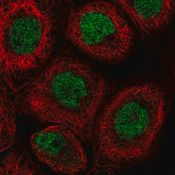 Anti-RLF antibody produced in rabbit Prestige Antibodies&#174; Powered by Atlas Antibodies, affinity isolated antibody