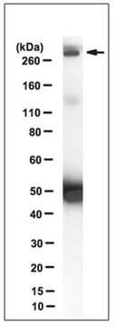 Anti-Procadherin FAT1 Antibody, clone C257 clone C257, from mouse