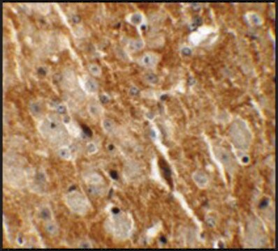 Anti-CTTNBL1 antibody produced in rabbit affinity isolated antibody