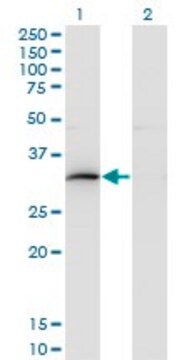 Monoclonal Anti-HOXB9 antibody produced in mouse clone 4C3, purified immunoglobulin, buffered aqueous solution