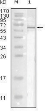 Monoclonal Anti-Influenza A virus Nucleoprotein antibody produced in mouse clone 9C11, ascites fluid