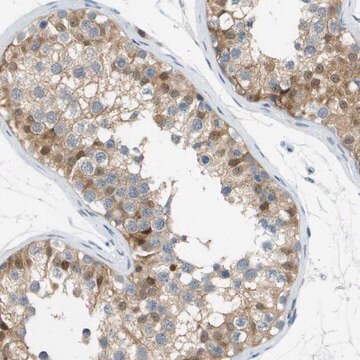 Anti-CUL9 antibody produced in rabbit Prestige Antibodies&#174; Powered by Atlas Antibodies, affinity isolated antibody, buffered aqueous glycerol solution