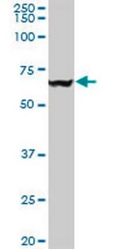 Anti-VCP Mouse mAb (4A8) liquid, clone 4A8, Calbiochem&#174;