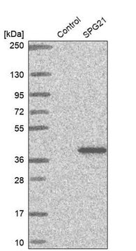 Anti-SPG21 antibody produced in rabbit Prestige Antibodies&#174; Powered by Atlas Antibodies, affinity isolated antibody, buffered aqueous glycerol solution