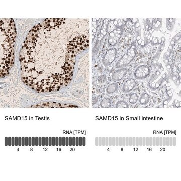 Anti-SAMD15 antibody produced in rabbit Prestige Antibodies&#174; Powered by Atlas Antibodies, affinity isolated antibody, buffered aqueous glycerol solution, ab1