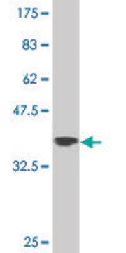 Monoclonal Anti-ZNF281 antibody produced in mouse clone 1C9, purified immunoglobulin, buffered aqueous solution