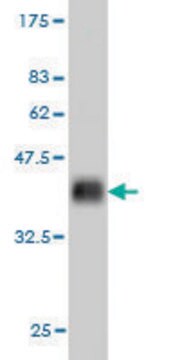 Monoclonal Anti-RBAK antibody produced in mouse clone 6F9, purified immunoglobulin, buffered aqueous solution