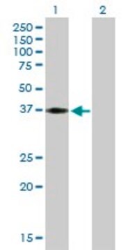 Anti-HEY2 antibody produced in mouse purified immunoglobulin, buffered aqueous solution