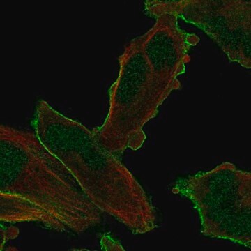 Anti-PALM2 antibody produced in rabbit Prestige Antibodies&#174; Powered by Atlas Antibodies, affinity isolated antibody