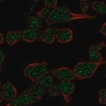 Anti-DNTT antibody produced in rabbit Prestige Antibodies&#174; Powered by Atlas Antibodies, affinity isolated antibody, buffered aqueous glycerol solution