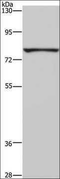 Anti-FASTKD3 antibody produced in rabbit affinity isolated antibody